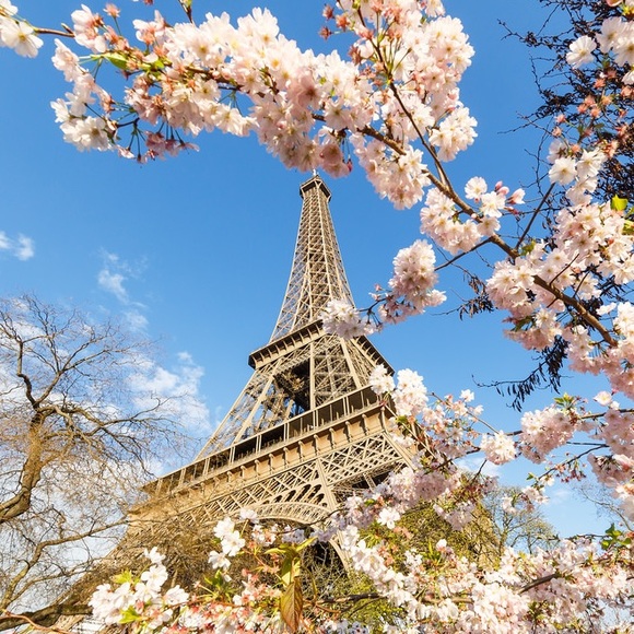 ▪️ Bellafree Guidelines ▪️ - Picture 6 of 8